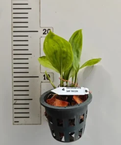 Alternative view of Standhopea Tricornis Blooming Size