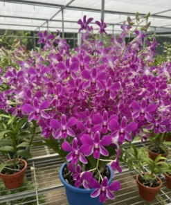 Dendrobium POF 114 Medium Size
