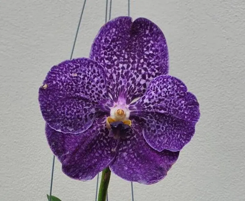 Vanda Pakchong Blue x Kulwadee Blooming Size