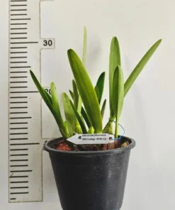 Alternative view of Cordigara White Lip ( Hinomaru ) Blooming Size