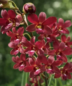 Ready to Flower Size Dendrobium Brown 303