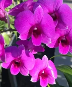 Matured Dendrobium POF Mini Banyen with Flowers or Buds