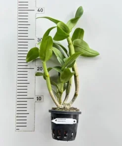 Alternative view of Ready to Flower Size Dendrobium Diamond 1