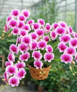 Matured Dendrobium POF Mini Yaya with Flowers or Buds