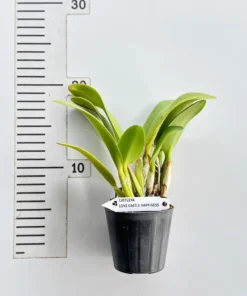 Alternative view of Cattleya Love Castle Happiness Blooming Size