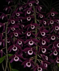 Blooming Size Dendrobium Lituiflorum - Mounted