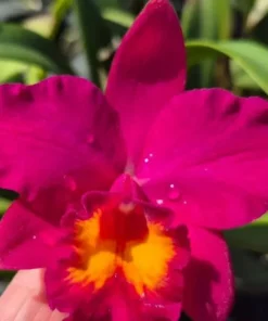 Cattleya Love Castle Happiness Blooming Size