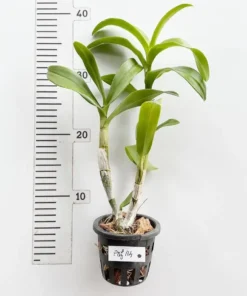 Alternative view of Dendrobium POF 114 Medium Size