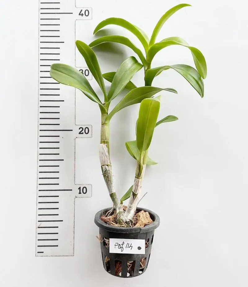 Dendrobium POF 114 Medium Size - Image 2