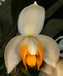 Standhopea Tricornis Blooming Size