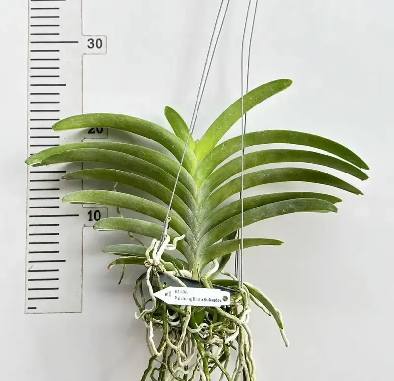Vanda Pakchong Blue x Kulwadee Blooming Size - Image 2