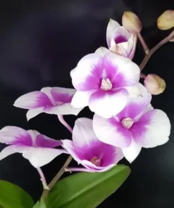 Matured Dendrobium Mini White Pink 3 Lips with Flowers or Buds