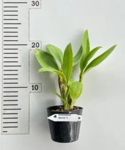 Alternative view of Ready to Flower Size Dendrobium Spectabile x Sib