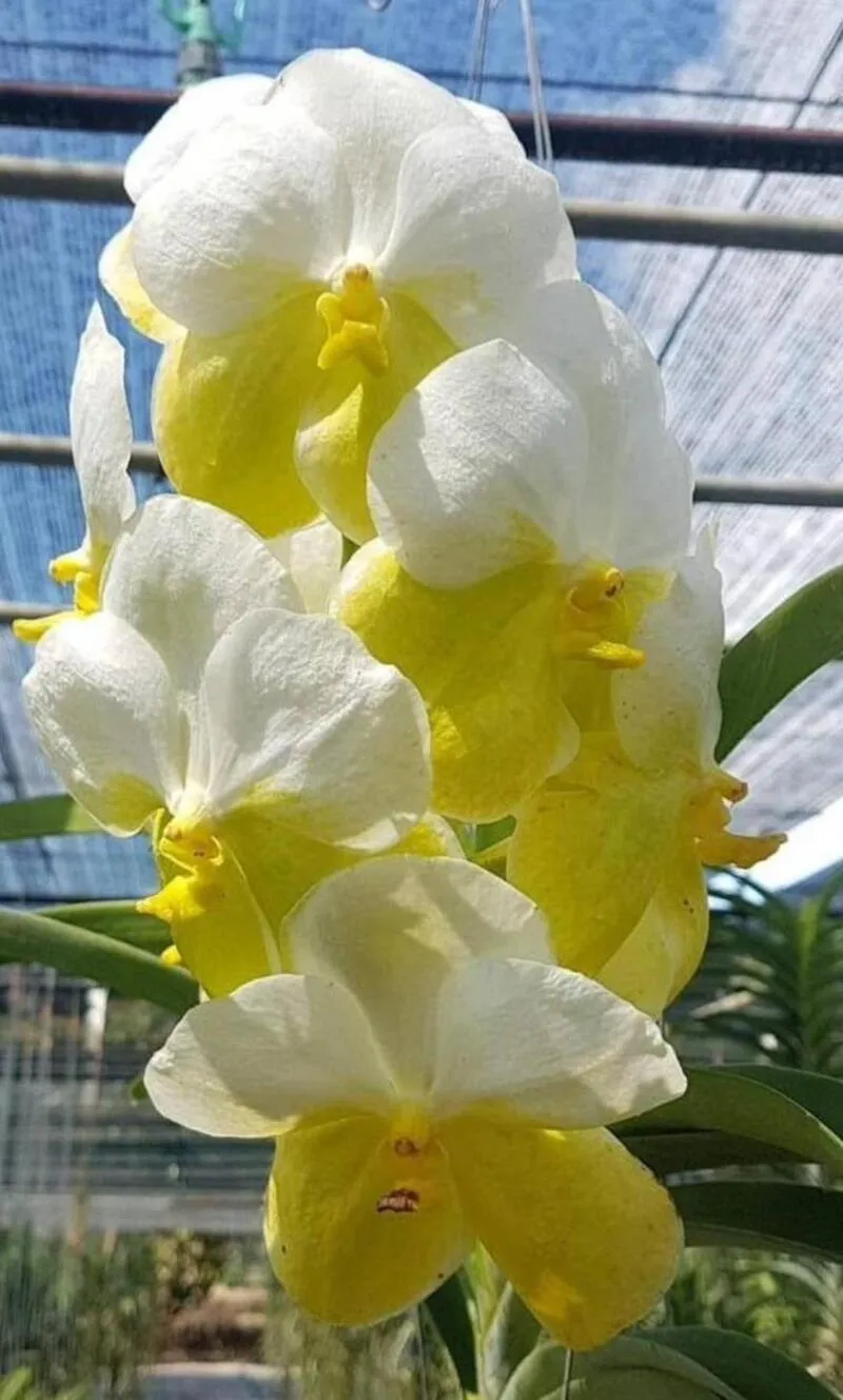 Vanda Ranu Gold x Noppon Gold Blooming Size