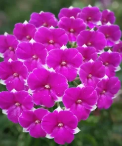 Mini Banyen Seedling