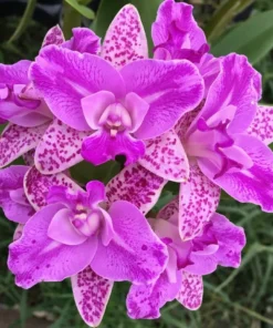 Cattleya Monte Elegante Blooming Size
