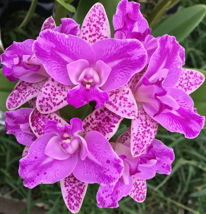 Cattleya Monte Elegante Blooming Size