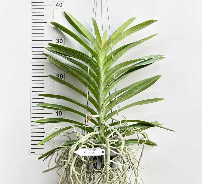 Vanda 066 Blooming Size - Image 2