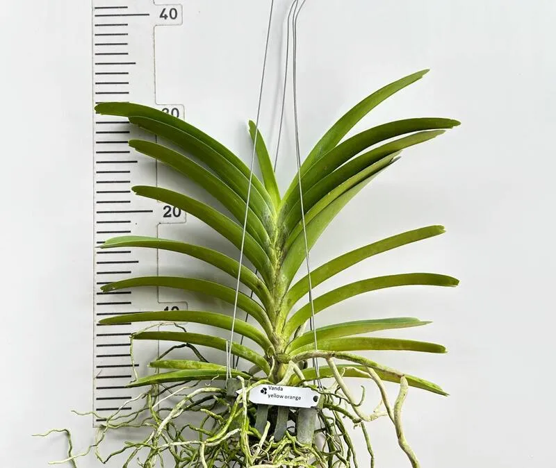 Vanda Yellow Orange Blooming Size - Image 2