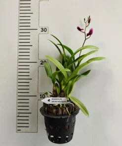 Alternative view of Matured Dendrobium POF Mini Banyen with Flowers or Buds