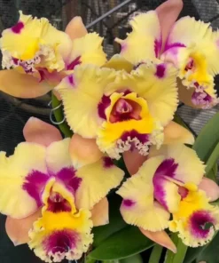 Cattleya Hsinying Fantasy x C. Loddigesii Blooming Size