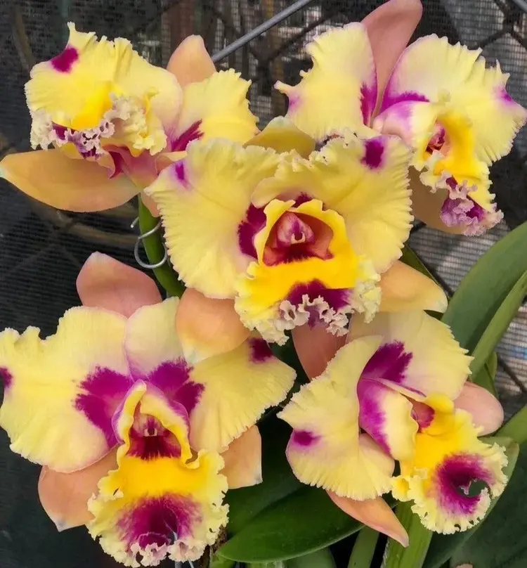 Cattleya Hsinying Fantasy x C. Loddigesii Blooming Size