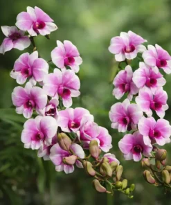 Ready to Flower Size Dendrobium Mini Pink Snow