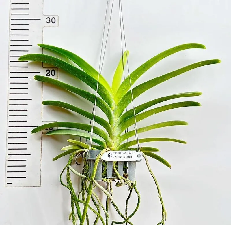 Vanda Ranu Gold x Noppon Gold Blooming Size - Image 2