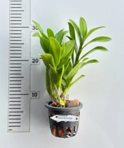 Alternative view of Ready to Flower Size Dendrobium Samurai Yellow # 219