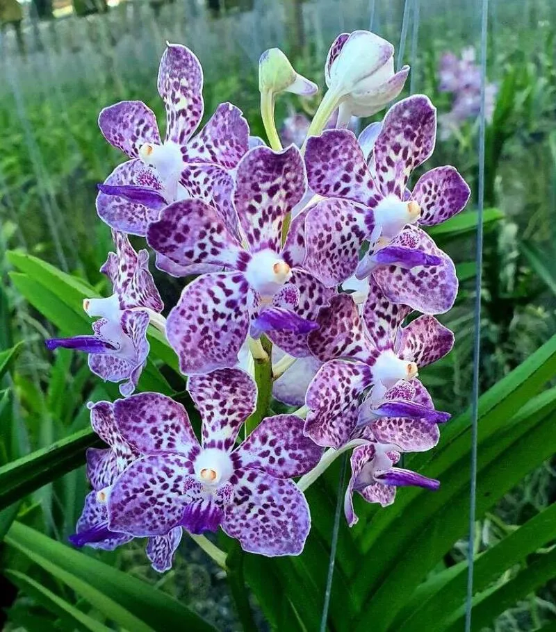 Vanda 066 Blooming Size