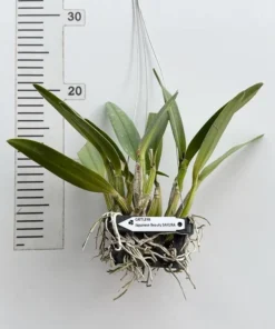 Alternative view of Cattleya Japanese Beauty Sakura Blooming Size