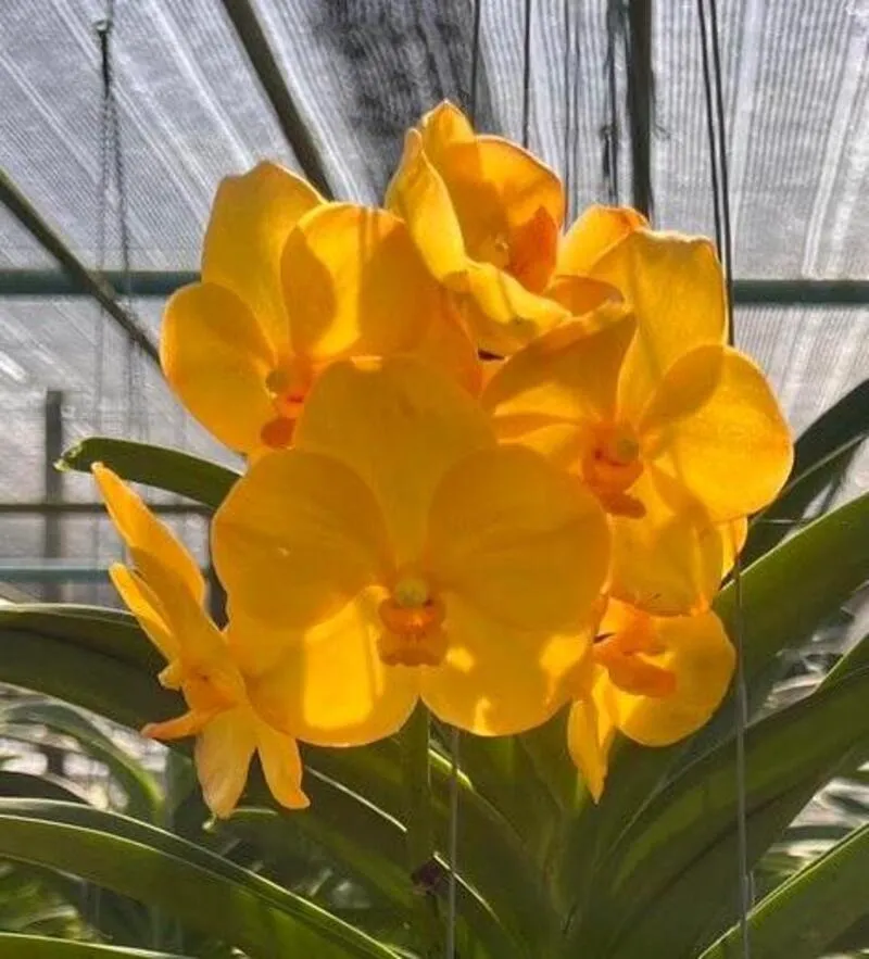 Vanda Yellow Orange Blooming Size