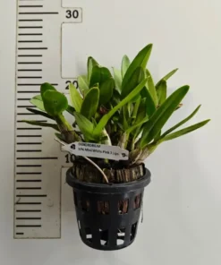 Alternative view of Matured Dendrobium Mini White Pink 3 Lips with Flowers or Buds