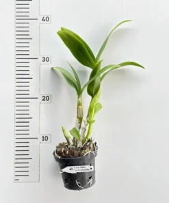 Alternative view of Ready to Flower Size Dendrobium Charming Butterfly