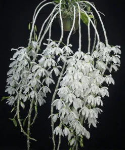 Blooming Size Dendrobium Anosmum Alba - Mounted