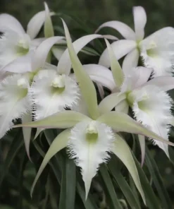 Cattleya Brassavola David Sander Blooming Size