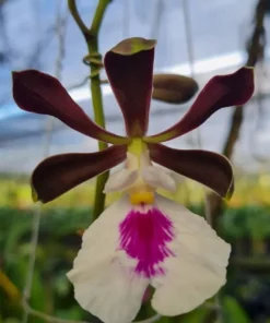 Cordigara White Lip ( Hinomaru ) Blooming Size