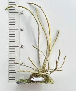 Alternative view of Blooming Size Dendrobium Anosmum Alba - Mounted