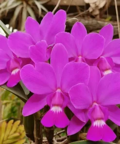 Cattleya Walkerana Blooming Size