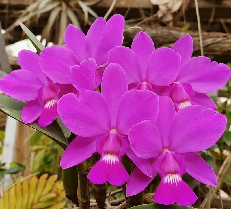 Cattleya Walkerana Blooming Size