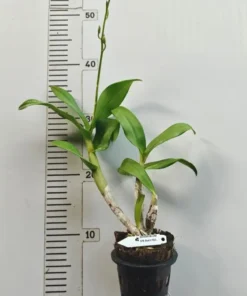 Alternative view of Matured Dendrobium Red 911 with Flowers or Buds