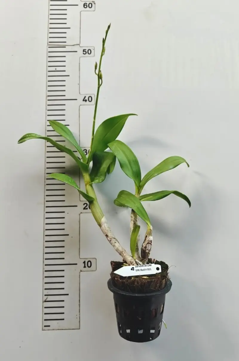 Matured Dendrobium Red 911 with Flowers or Buds - Image 2