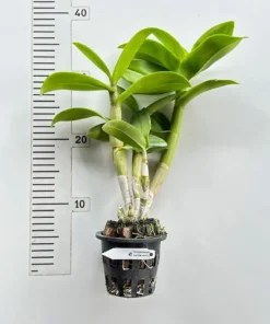 Alternative view of Ready to Flower Size Dendrobium Karok White