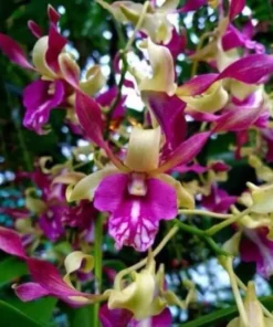 Green Pink Twist Seedling