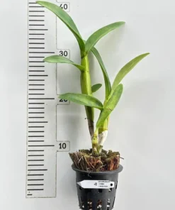 Alternative view of Ready to Flower Size Dendrobium Jumbo Chaba Red