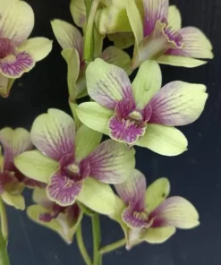 Mickey Green 87 Seedling