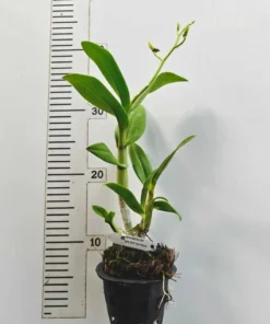 Alternative view of Matured Dendrobium POF Rainbow with Flowers or Buds