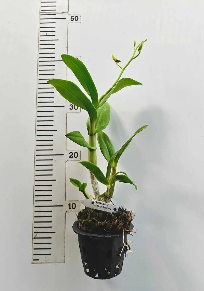 Matured Dendrobium POF Rainbow with Flowers or Buds - Image 2