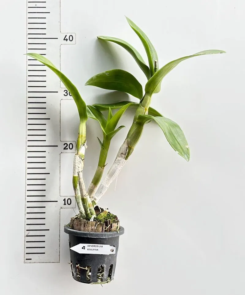 Ready to Flower Size Dendrobium Brown Spin - Image 2