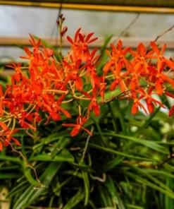 Vanda Renanthera Philippinensis x Vanda Falcata Blooming Size